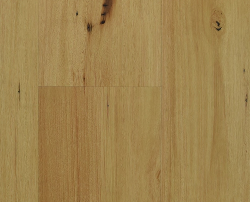 Blackbutt